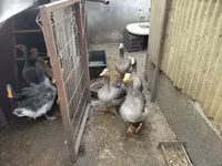 Geese — 写真 3