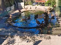 Ducks — zdjęcie 4