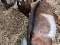 Billy Goat, Goats — photo 2