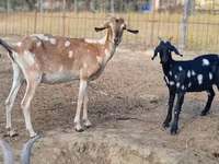 Koza, Nubian Goat — fotografija 1