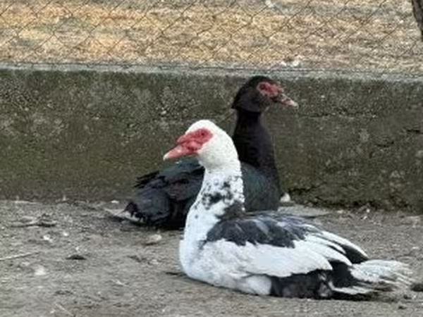 Ducks