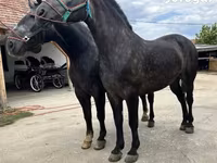 公马, Horses — 照片 2