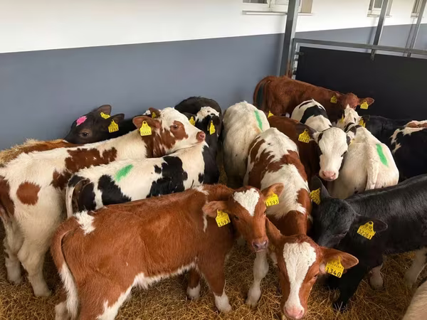 Byk, Simmental cattle