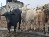 Коза, Saanen goat — фото 1