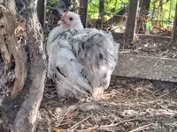 Australorp — fotografija 2