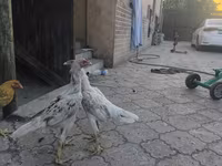 Shamo chickens — photo 7