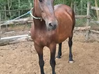 Kobila, Hungarian horse breed — fotografija 1