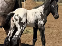 Kobila, Appaloosa — fotografija 2