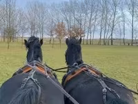 Horse (M), Hungarian horse breed — photo 4