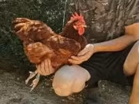 Chickens — Foto 5