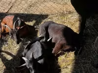 Jarac, Nubian Goat — fotografija 5