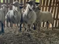 Schaf, Merinoland sheep — Foto 4