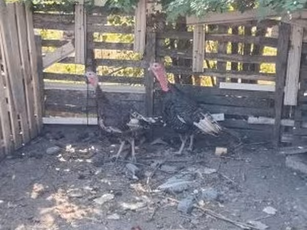 Turkeys — Macarıstan