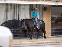 Kobila, Percheron — fotografija 4