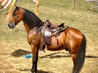 Pastuv, Tennessee Walking Horse — fotografija 3