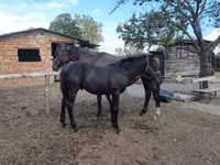 Cavalo, Cavalos — foto 3