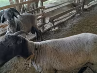 أغنام (دفعة، الجنس غير محدد), Merino sheep — الصورة 4
