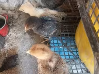 Chickens — fotografija 4