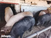 Cerdos (lote, sexo no especificado), Cerdos — foto 4