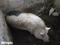 Eber, Schweine — Foto 3