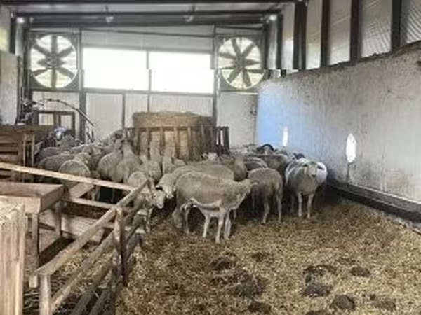 雌羊, Ile-de-France sheep — ハンガリー