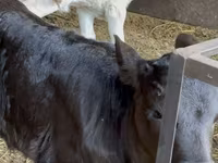 Cow, Cattle — photo 1