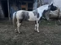 Koń, Konie — zdjęcie 3