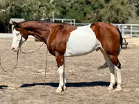 Koń, American paint horse — zdjęcie 2