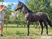 Caballo, Nonius horse — foto 8
