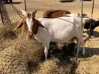 Koza, Boer goat — zdjęcie 1