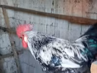 Chickens — Foto 5