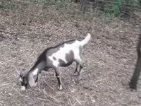 Boucs, Nubian Goat — photo 3