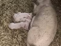 Säue, Schweine — Foto 1