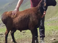 Ovan, Blackheaded Persian sheep — fotografija 1