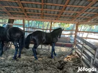 Horse (M), Horses — photo 2