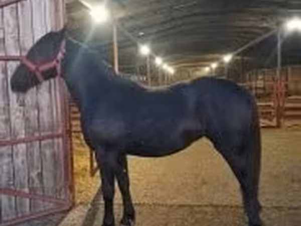 Mare, Nonius horse