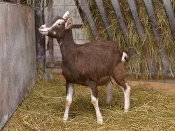 Ziege, Toggenburg goat