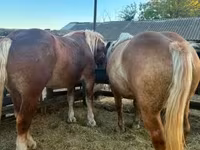 Yegua, Hungarian horse breed — foto 6