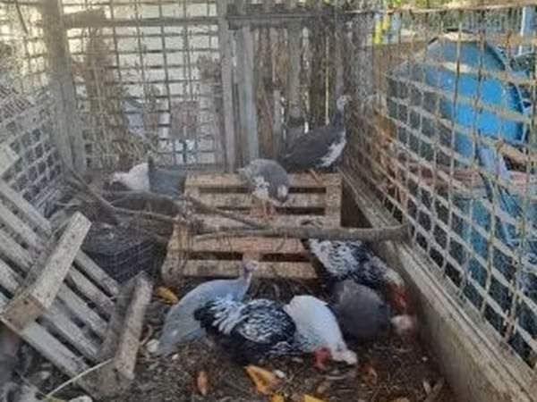 Guinea fowl