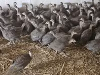 Guinea fowl — 写真 2