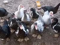 Ducks — zdjęcie 2