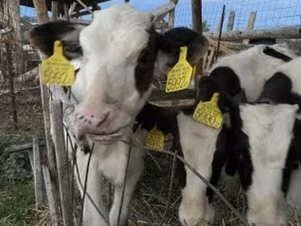 Taureau, Russian Black pied cattle
