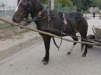 Kobyła, Konie — zdjęcie 2