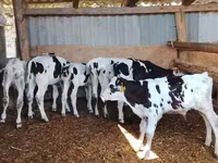 Buğa, Russian Black pied cattle — foto 2