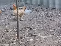 Chickens — 照片 2