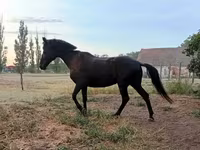 Kobyła, Konie — zdjęcie 6