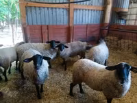 भेड़, White Suffolk sheep — फ़ोटो 7