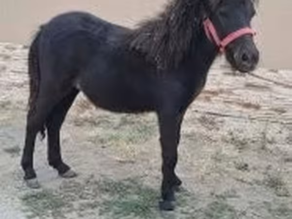 雄馬, Shetland Pony