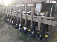 Touro, Russian Black pied cattle — foto 3