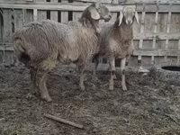 Owca, Arashan sheep — zdjęcie 7